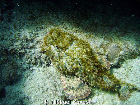 Rock fish on the Inside Reef at Lauderdale by the Sea by Michael Kovach 