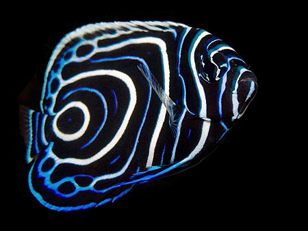 Juvenile Emperor Angelfish, East Timor by Doug Anderson 