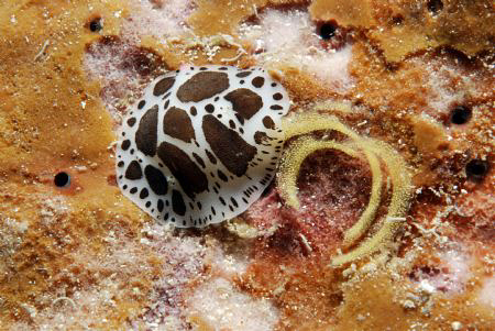 Nudi laying eggs by Andy Kutsch 