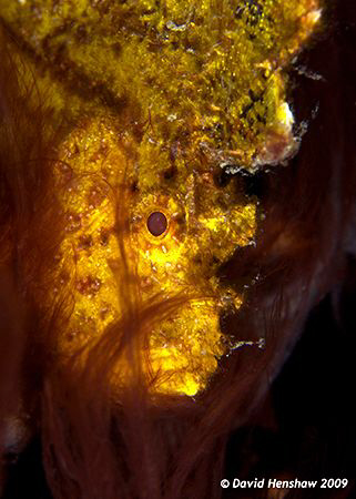 Portrait Study of Yellow Leaf Scorpionfish (supposed to b... by David Henshaw 