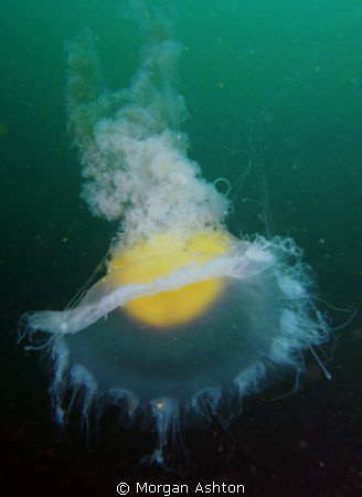 Egg Yolk Jellyfish in Carmel. by Morgan Ashton 