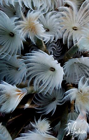 This image is of Social Feather Dusters taken during a di... by Steven Anderson 