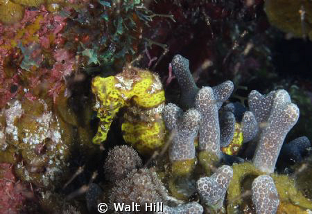 Yellow Longsnout Seahorse being its usual shy self on Ran... by Walt Hill 