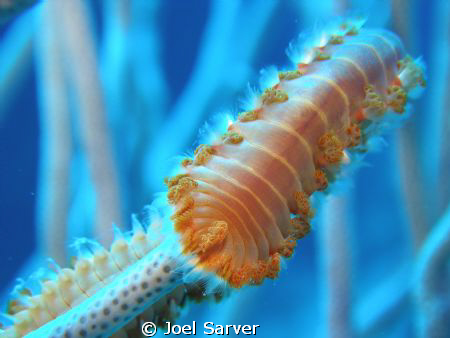 Red-Tipped Fireworm-Cozumel by Joel Sarver 