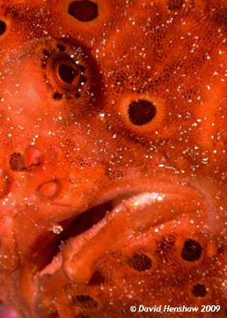 Portrait image of Painted Frogfish. Taken with D200 and 1... by David Henshaw 