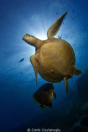 Hawksbill turtle and a batfish. 
Sipadan Island/ South p... by Cenk Ceylanoglu 