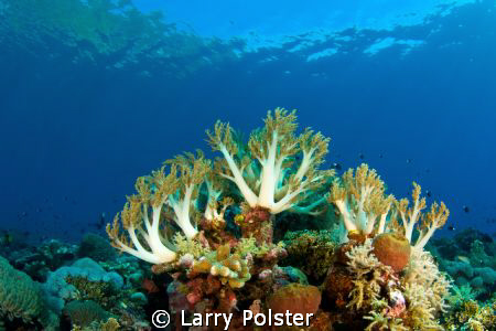 More soft coral in the clear Banda Sea. D300-Tokina 10-17 by Larry Polster 