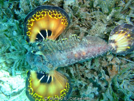 Scorpion fish , this kind of predators comoflage themselv... by Ahmad S. Qatawneh 