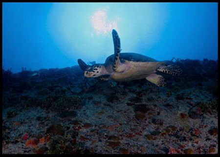 Hawksbill turtle in Miss Opportunity wreck. by Juan Torres 
