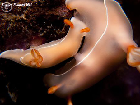 Mating Nudi's.  Found in Anilao.  Big Nudi's couldn't qui... by Stephen Holinski 
