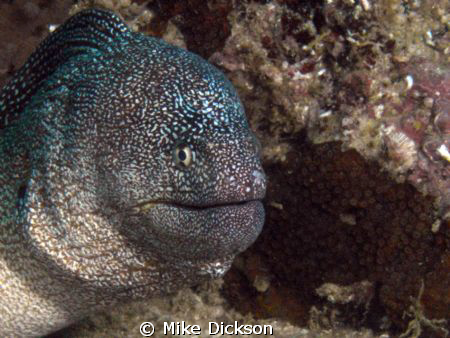 Starry yellow mouthed moray (l: gymnothorax nudivomer).
... by Mike Dickson 