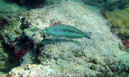 Fish on the Inside Reef at Lauderdale by the Sea by Michael Kovach 