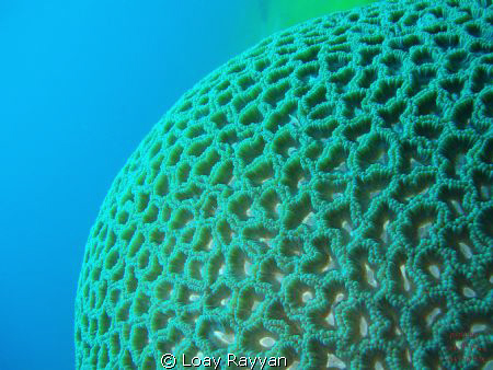 Brain Coral by Loay Rayyan 