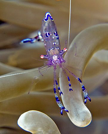 Cleaner shrimp, Tulamben by Doug Anderson 