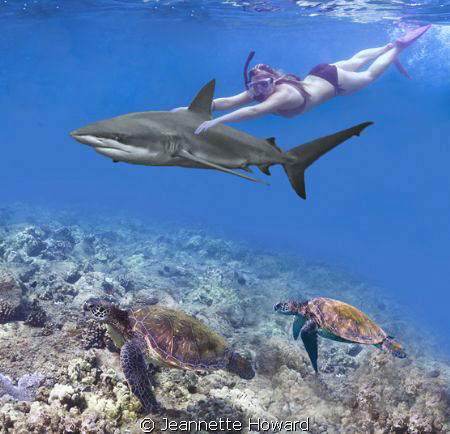Shark Girl with Turtle escorts! by Jeannette Howard 