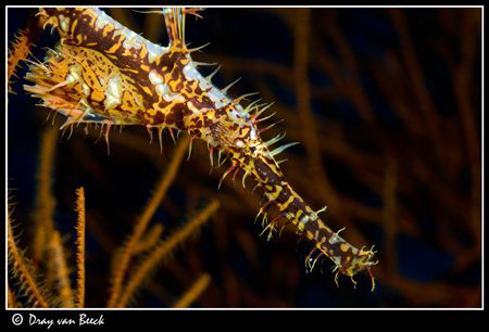 Ghost pipe fish by Dray Van Beeck 