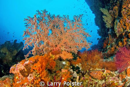The corals and colors of the Banda Sea. D300-Tokina 10-17 by Larry Polster 