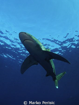 Oceanic Whitetip. Carcharhinus Longimanus. No bait no fee... by Marko Perisic 