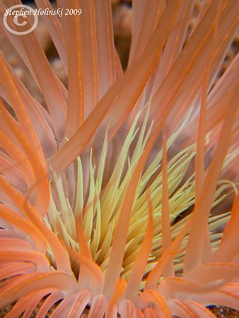 Tube Dwelling Anemone, a very nicely colored Tube Dwellin... by Stephen Holinski 