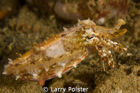 Pygmy cuttlefish, Ambon Bay, Indonesia. D300-60mm by Larry Polster 