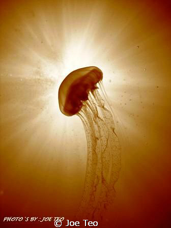 Jellyfish & Sun Ray. Taken in Redang, with Canon Ixus750 by Joe Teo 