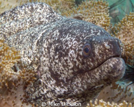 Peppered Moray (l: gymnothorax pictus)

Cat Island, Mus... by Mike Dickson 