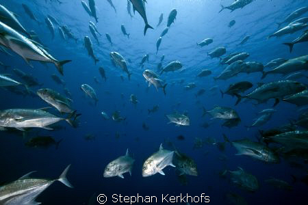 giant trevally school, scary moment! by Stephan Kerkhofs 