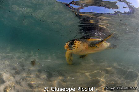 Watching under the surface by Giuseppe Piccioli 
