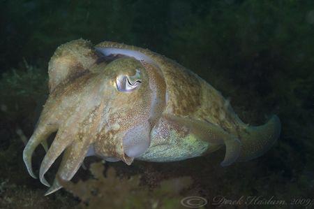 Cuttlefish. Plymouth. D3, 105mm. by Derek Haslam 