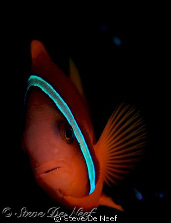 clownfish at san miguel tires in dauin, negros. by Steve De Neef 