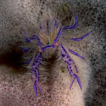 Super Macro Image of a Hairy Squat Lobster. Taken with D2... by David Henshaw 
