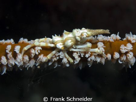 Xeno Crab on Whip-Coral.
Nikon D2Xs in Seacam housing + ... by Frank Schneider 