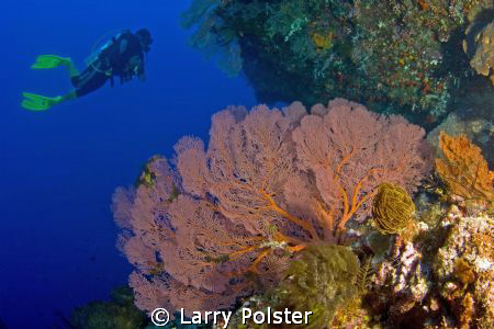 Many colorful sea fans in the Banda Sea. D300-Tokina 10-17 by Larry Polster 