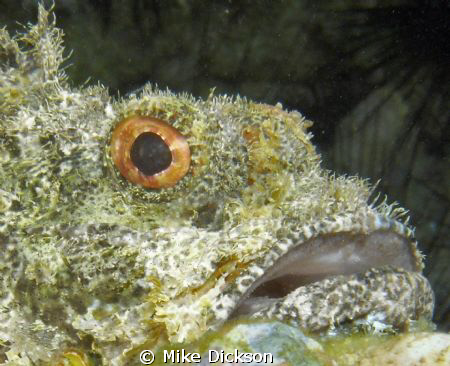 Bearded scorpionfish (L: Scorpaenopsis barbata)

Cat Is... by Mike Dickson 