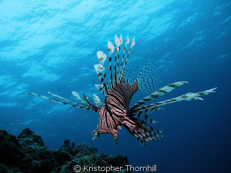Lionfish off Bolo Point in Okinawa using a Canon S3 IS wi... by Kristopher Thornhill 