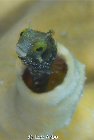 Blenny shot with D300 and 105mm macro lens. by Lee Arbo 