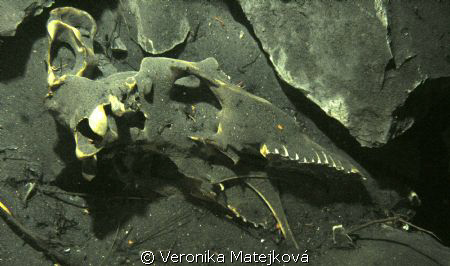 .....skeleton of an unknown animal in flooded cave by Veronika Matějková 