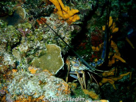 Lobster hidden in cave by Janice Hagler 