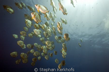 Orbicular spadefish at Shark reef! by Stephan Kerkhofs 