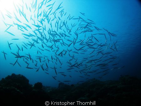 School of fish off Okinawa. by Kristopher Thornhill 