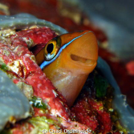 I hadn't seen a Smiling Blenny for a while so I obliged w... by Chad Ordelheide 