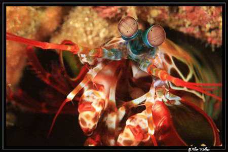 Manta Shrimp close up - no crop. by Allen Walker 