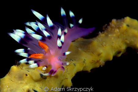Another balancing act nudi by Adam Skrzypczyk 