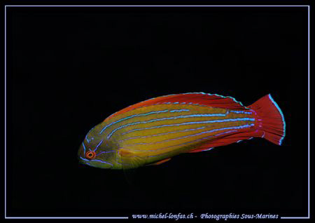 A "Barbier" - Common fish in close to the reef in the Red... by Michel Lonfat 