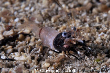 Micro phase of the Mediterranean bulmble-bee shrimp Gnato... by Giuseppe Piccioli 