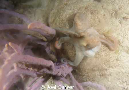 octopus on a night dive by Joel Sarver 
