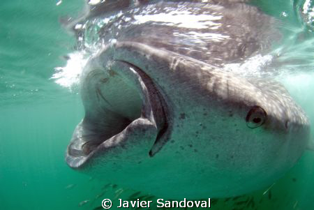 Whale shark feeding on the surface from plancton by Javier Sandoval 