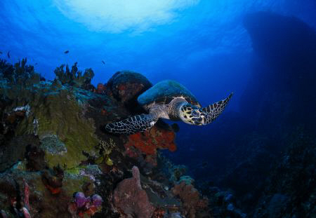 A hawksbill turtle in Sail Rock, St. Thomas. by Juan Torres 