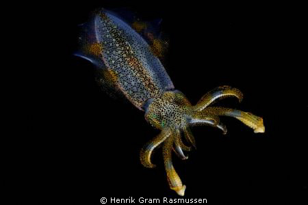 Squid taken during a nightdive at Siau (Sangie Islands No... by Henrik Gram Rasmussen 
