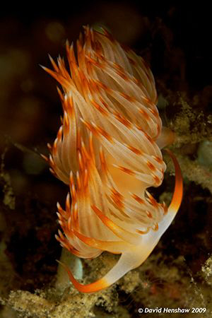 Portrait study of Nudibranch (Flabellina sp) Taken with D... by David Henshaw 